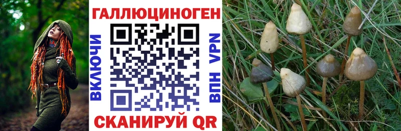 Псилоцибиновые грибы Psilocybine cubensis  Трубчевск 